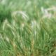 grass pollen allergy